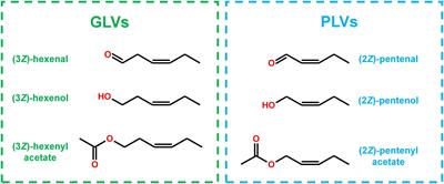 The Synthesis of Pentyl Leaf Volatiles and Their Role in Resistance to Anthracnose Leaf Blight